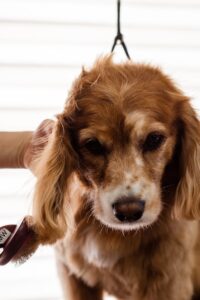 A Cocker Spaniel dog being groomed indoors by a professional groomer.