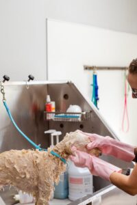 Professional groomer washing a curly-haired dog at a grooming salon with care.